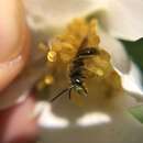 صورة Andrena cerebrata Mitchell 1960