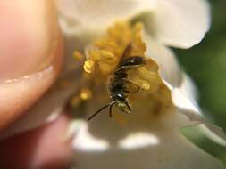 Imagem de Andrena cerebrata Mitchell 1960