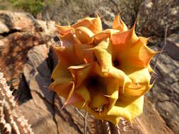 Image of Ceropegia floriparva Bruyns