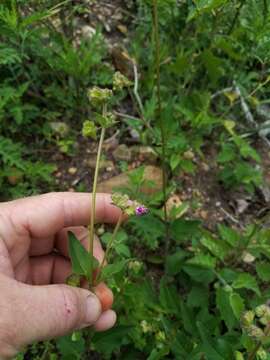 Imagem de Mirabilis latifolia (A. Gray) Diggs, Lipscomb & O'Kennon