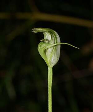 Image of Alpine greenhood