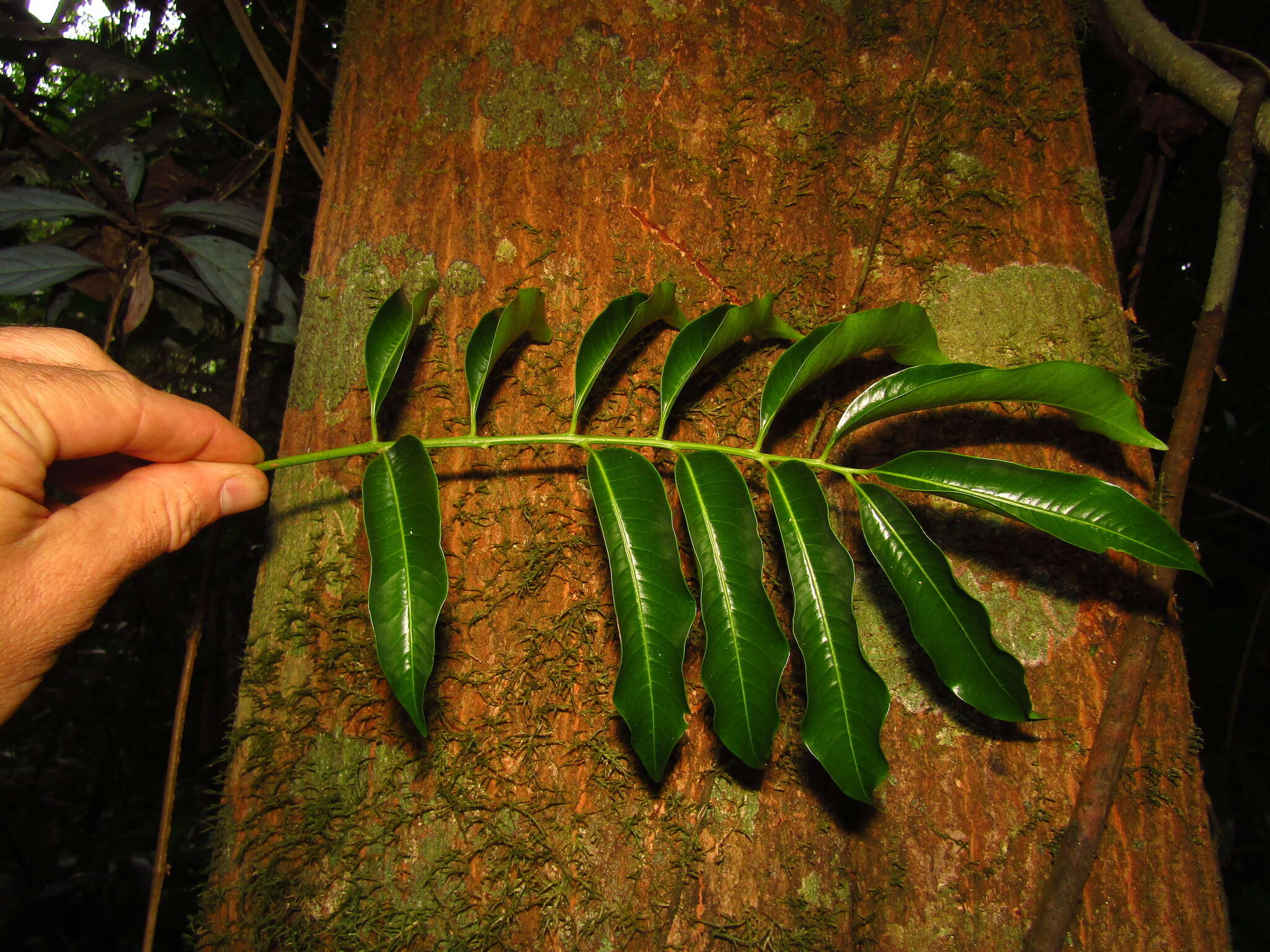 Image of Owenia cepiodora F. Müll.