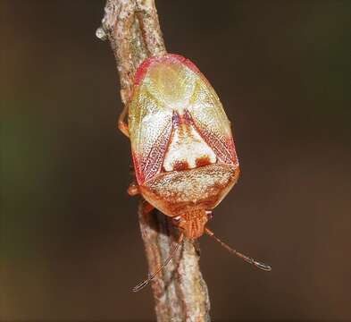 صورة Eupolemus angularis (Reuter 1881)