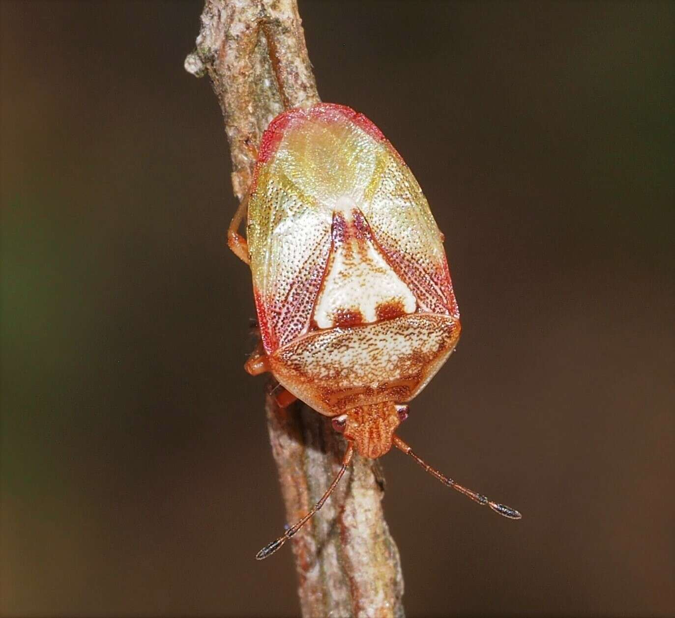 Image of Eupolemus angularis (Reuter 1881)