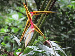 Image of Heliconia griggsiana L. B. Sm.