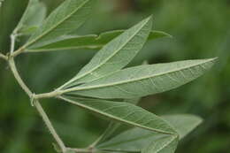 Image of Pearsonia grandifolia subsp. grandifolia