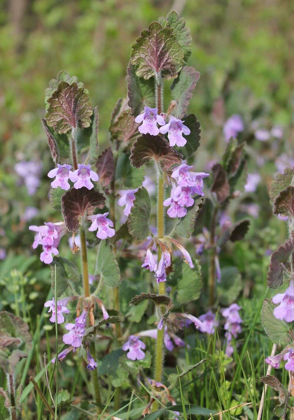 Image of Glechoma hirsuta Waldst. & Kit.