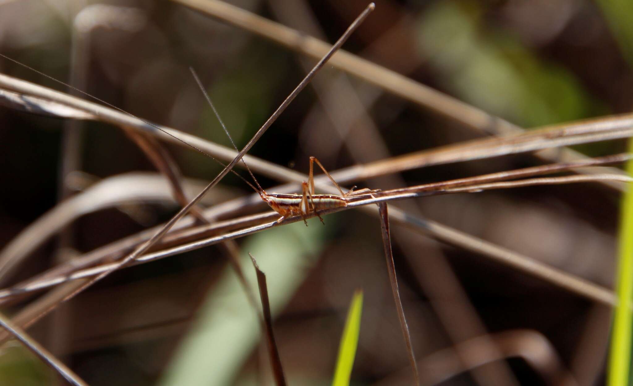 Image of Graceful Meadow Katydid