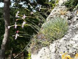 Plancia ëd <i>Dianthus plumarius</i> subsp. <i>neilreichii</i>