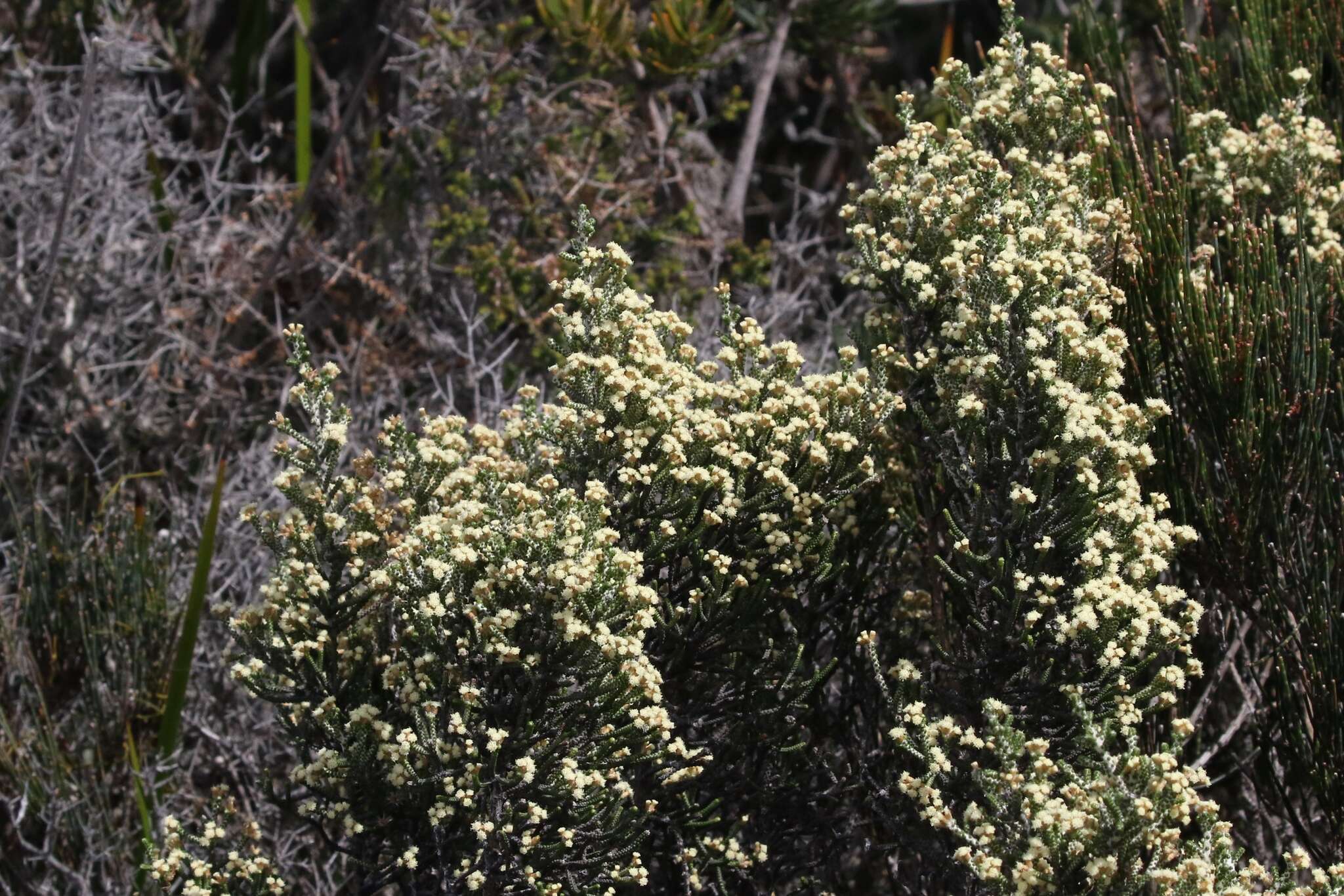 Image de Ozothamnus scutellifolius Hook. fil.