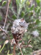 Image of Isopogon trilobus R. Br.