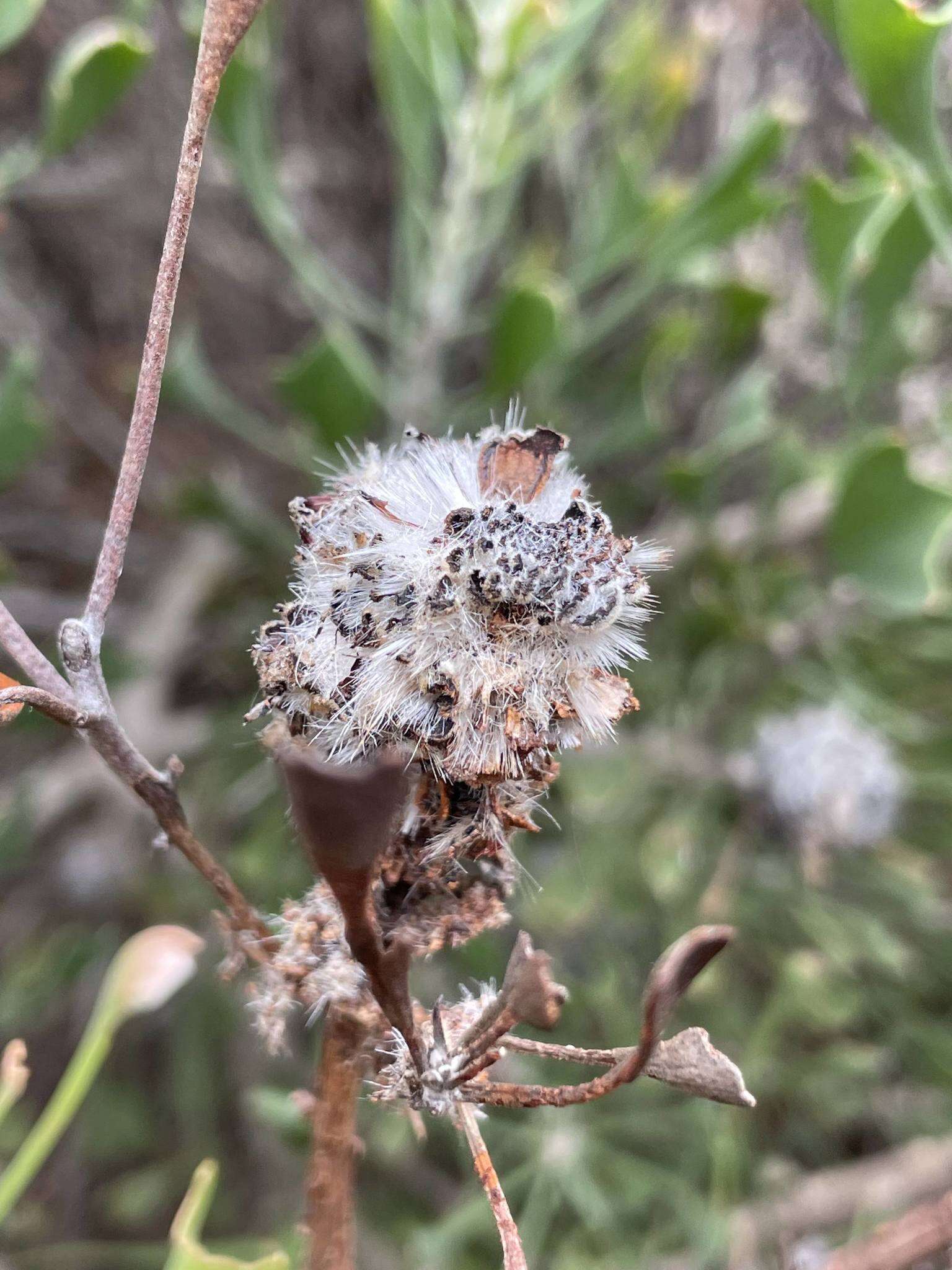 Image of Isopogon trilobus R. Br.