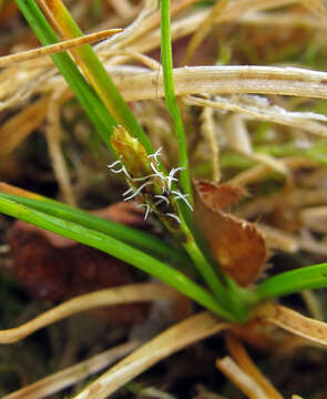 Image of Grassy-Slope Arctic Sedge