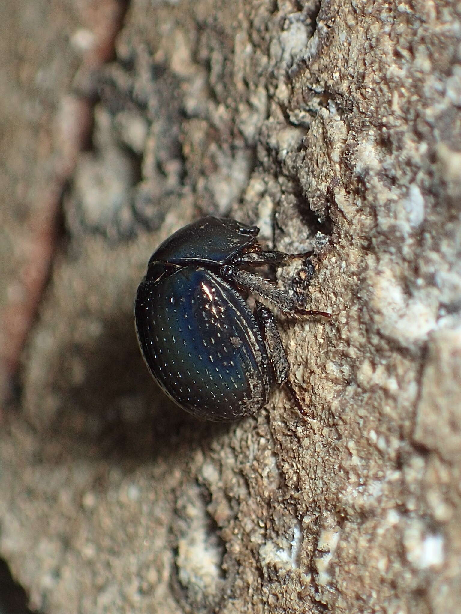 Image of Germarostes globosus (Say 1835)