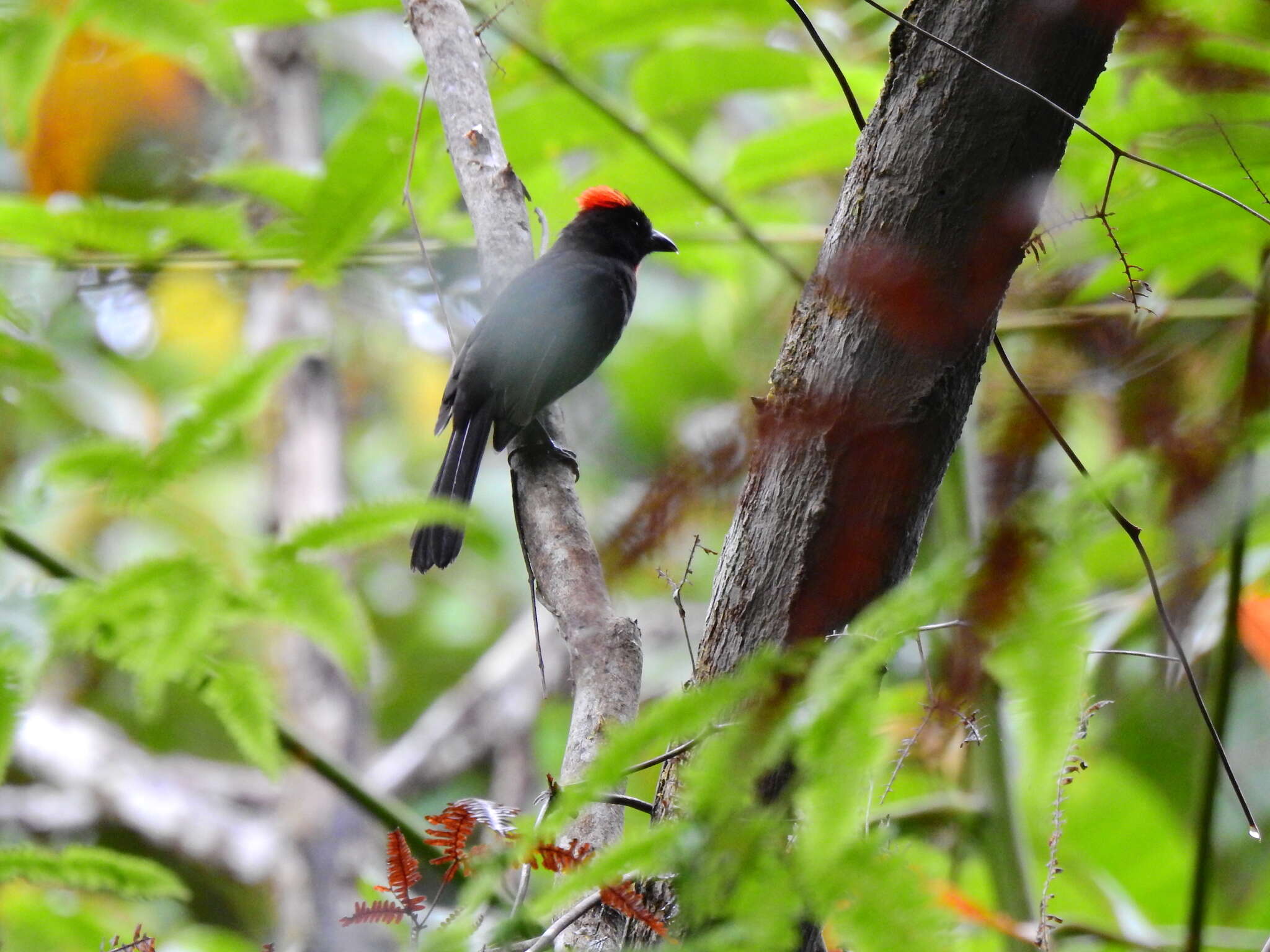 Image of Sooty Ant Tanager