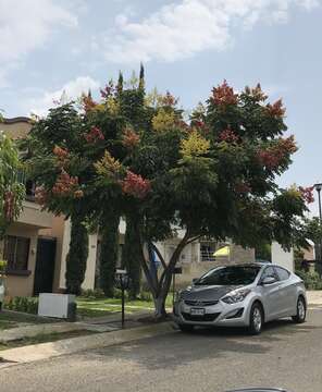 Image of goldenrain tree