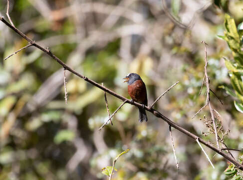 Ochthoeca cinnamomeiventris (Lafresnaye 1843)的圖片