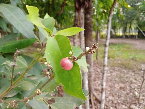 Image of Glycosmis mauritiana (Lam.) Tanaka