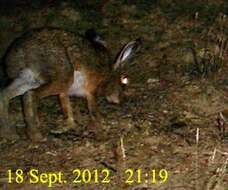 Imagem de Lepus corsicanus de Winton 1898