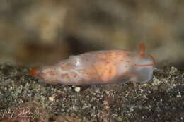 Image of Gymnodoris alba (Bergh 1877)