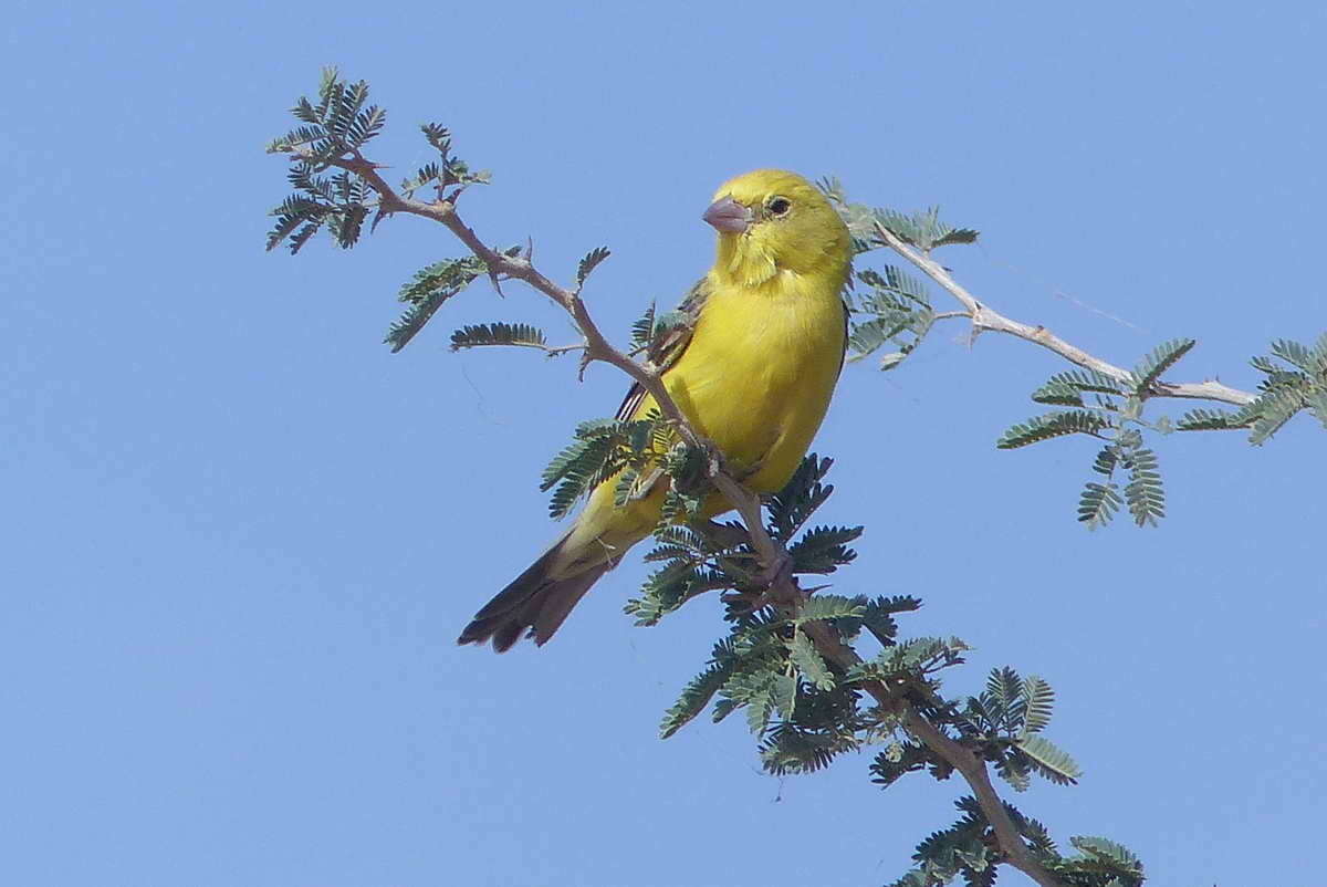 Image of Sudan Golden Sparrow