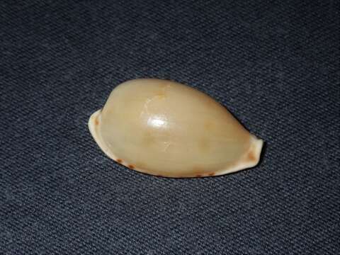 Image of Notocypraea dissecta Iredale 1931