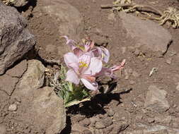 Image of Alstroemeria umbellata Meyen