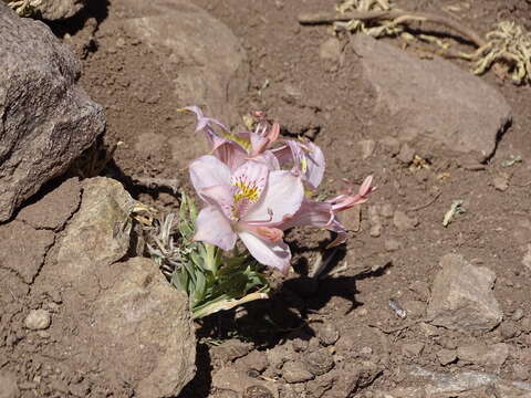 Image of Alstroemeria umbellata Meyen