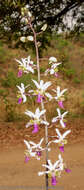 Image of Eulophia cristata (Afzel. ex Sw.) Steud.