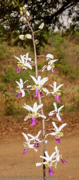 Image of Eulophia cristata (Afzel. ex Sw.) Steud.