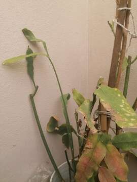 Image of climbing cactus