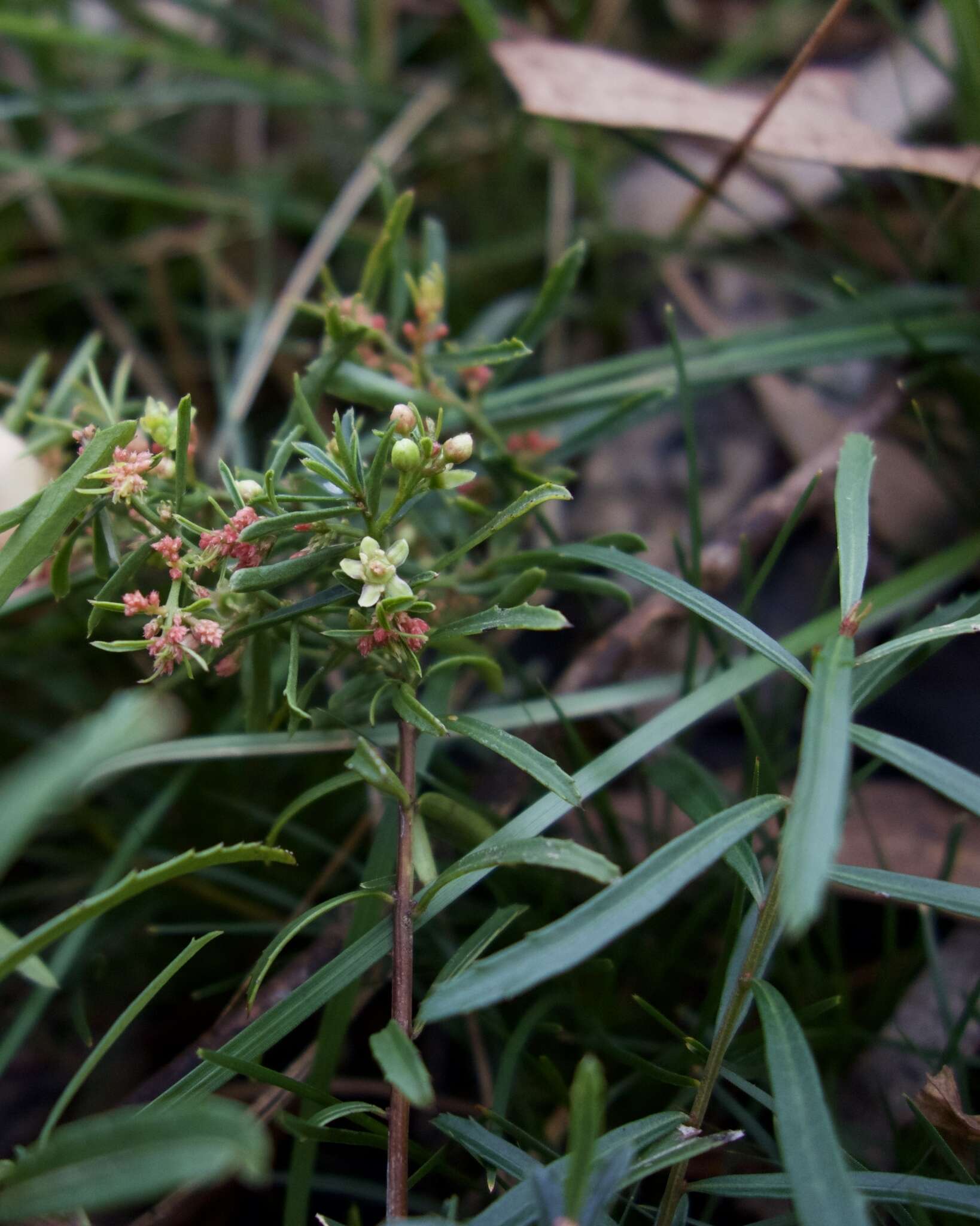 Image of Denhamia silvestris (Lander & L. A. S. Johnson) M. P. Simmons