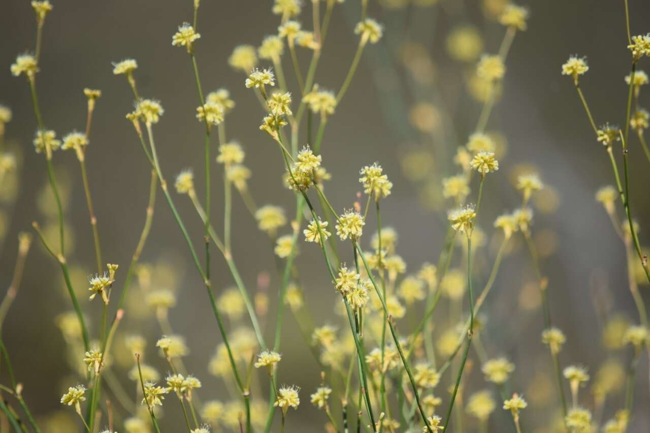 Image of protruding buckwheat