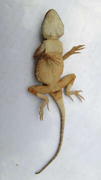 Image of Peters' ground agama