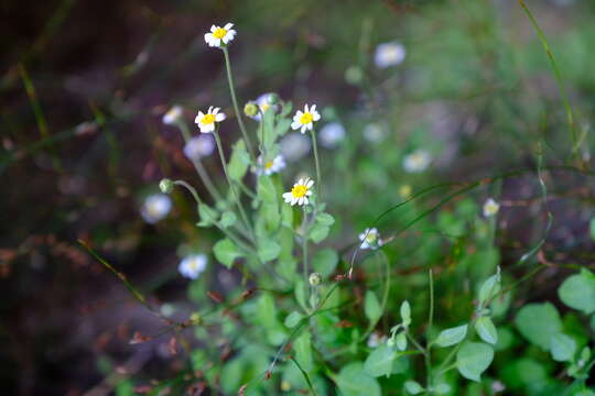 Image of Felicia cymbalariae (Ait.) H. Bol. & Wolley-Dod ex Adamson & Salter