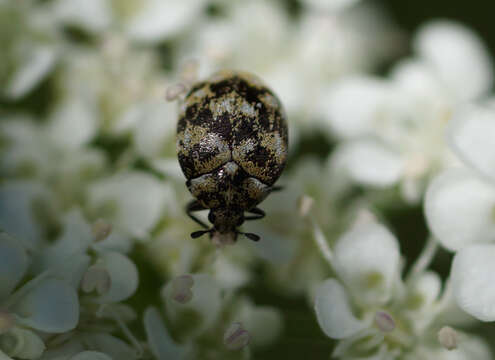 Image of Sacramento Anthicid Beetle