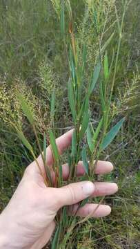 Image of Erect-Leaf Rosette Grass