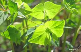 Image of Siebold's spurge