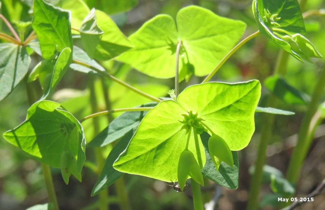 Image of Siebold's spurge