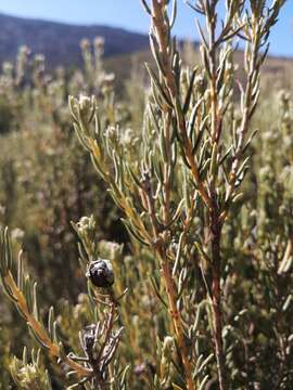 Image of Phylica rigidifolia Sond.