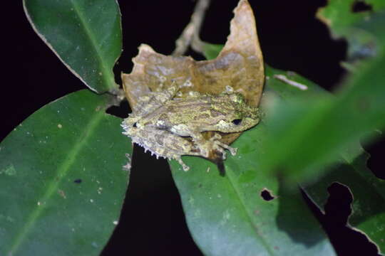 Image of Anamalozoatra Madagascar Frog