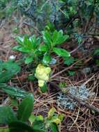 Exobasidium rhododendri (Fuckel) C. E. Cramer 1874 resmi