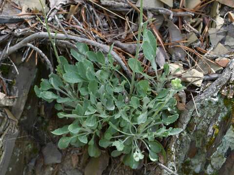 Image of shale barren ragwort