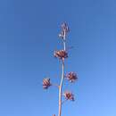 Imagem de Agave sobria subsp. frailensis Gentry