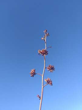 Слика од Agave sobria subsp. frailensis Gentry