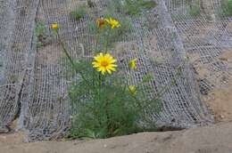 Image de Coreopsis maritima (Nutt.) Hook. fil.