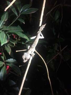 Sivun Uroplatus finiavana Ratsoavina, Louis Jr., Crottini, Randrianiaina, Glaw & Vences 2011 kuva