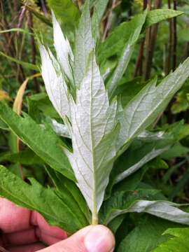 Image of coastal wormwood