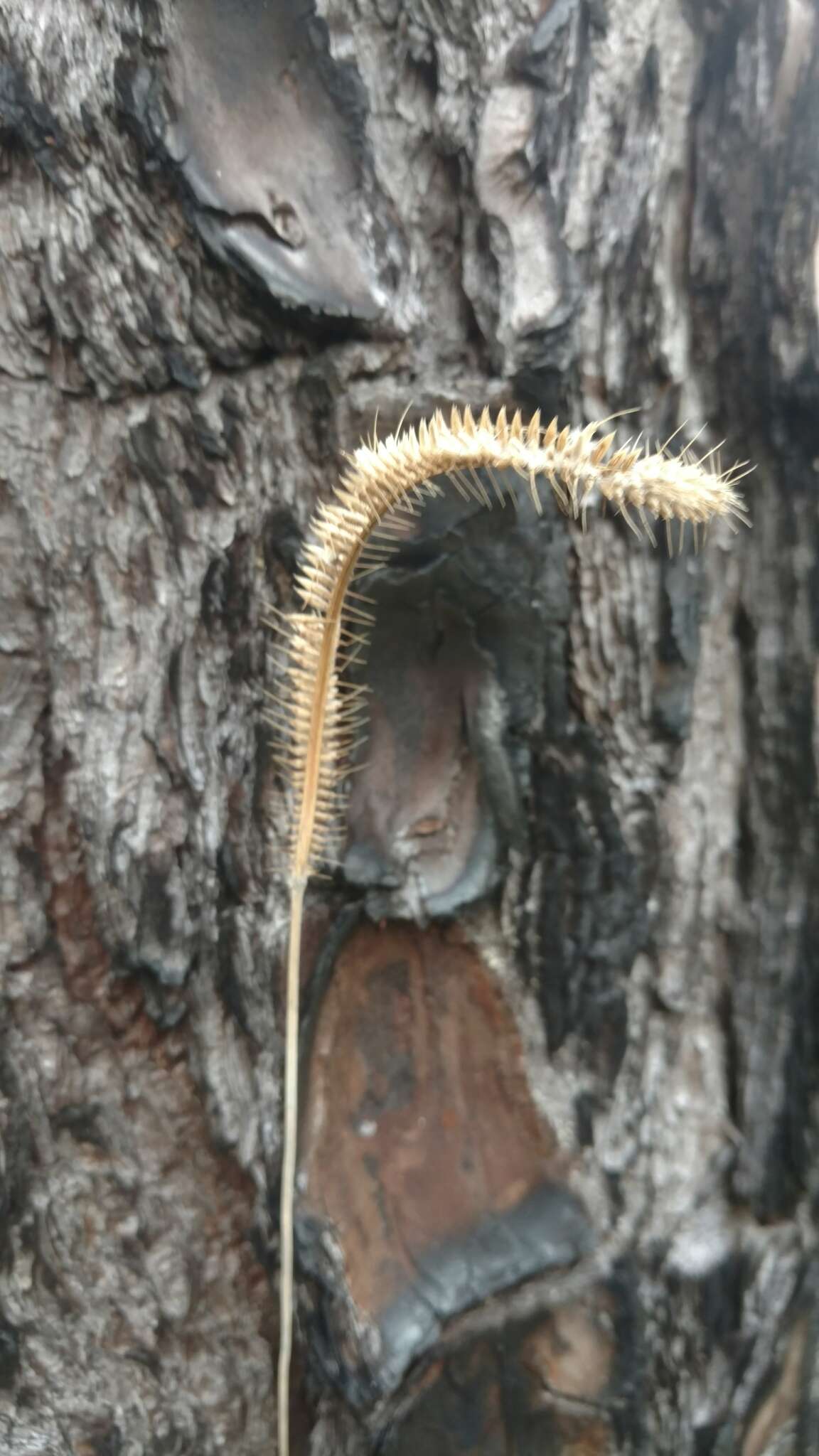 Plancia ëd Ctenium aromaticum (Walter) Alph. Wood