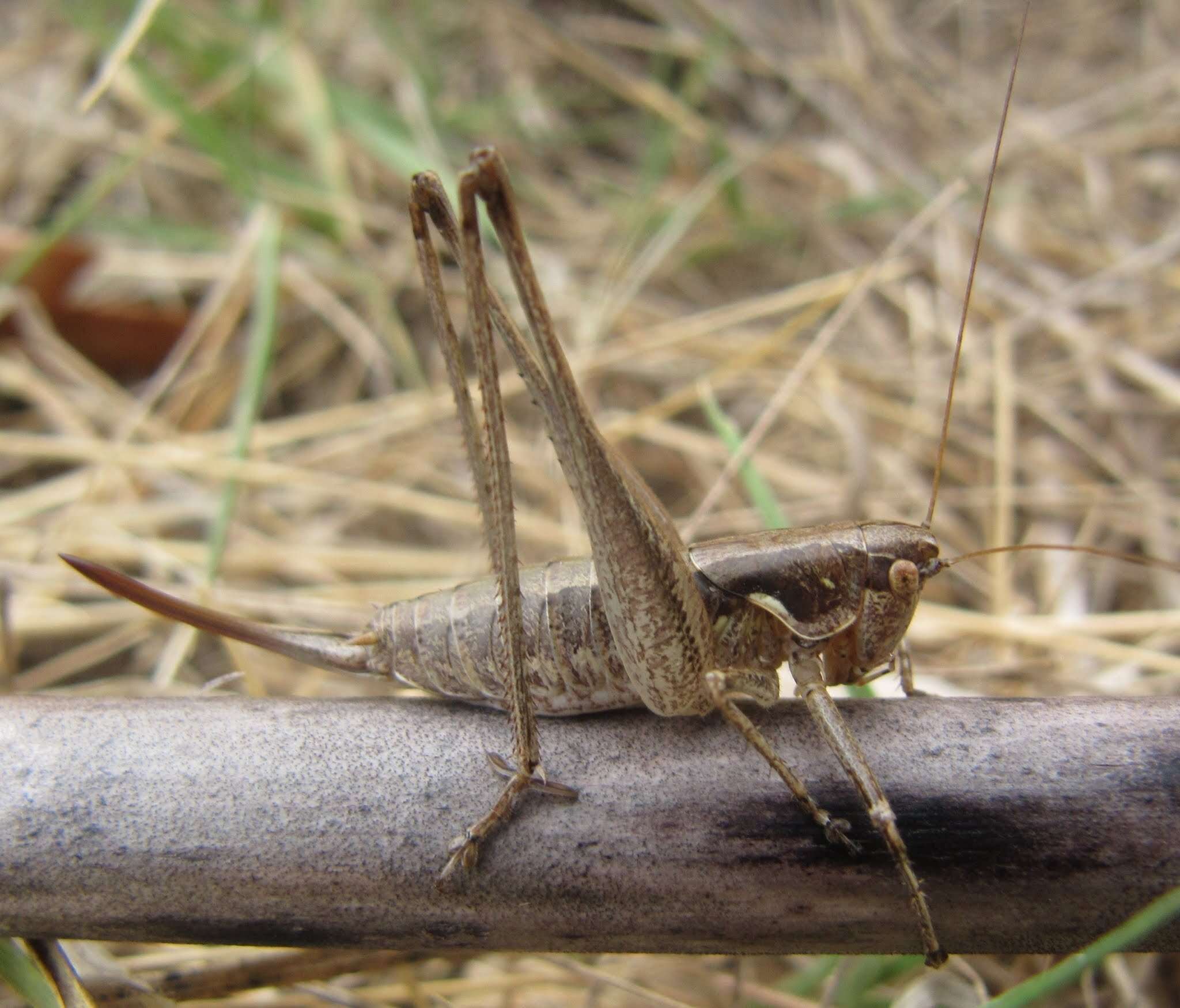 Слика од Rhacocleis germanica (Herrich-Schäffer 1840)